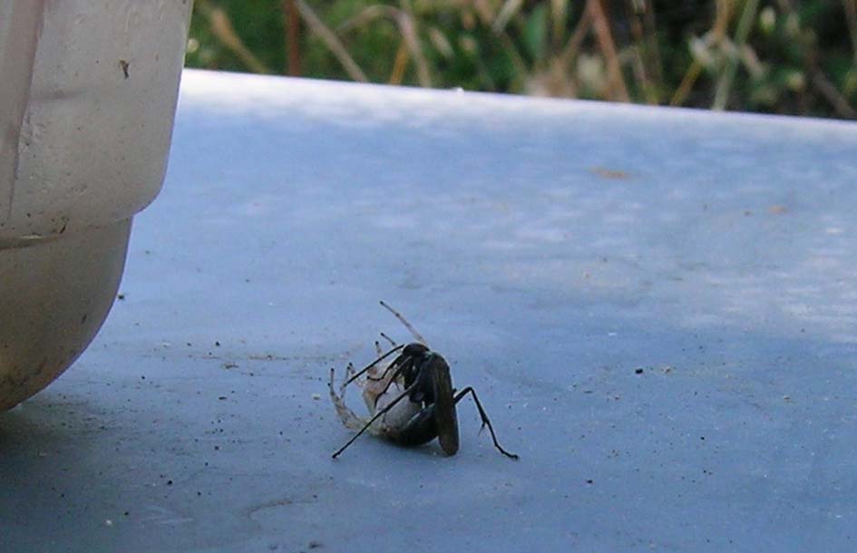 Un tipo dai modi spicci (Pompilidae con ragno)
